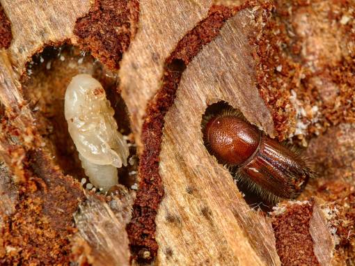 Der Buchdrucker ist ein starker Forstschädling. Foto: Wikimedia_Gilles San Martin