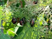 Un scarabée japonais mort dans le Bade-Wurtemberg