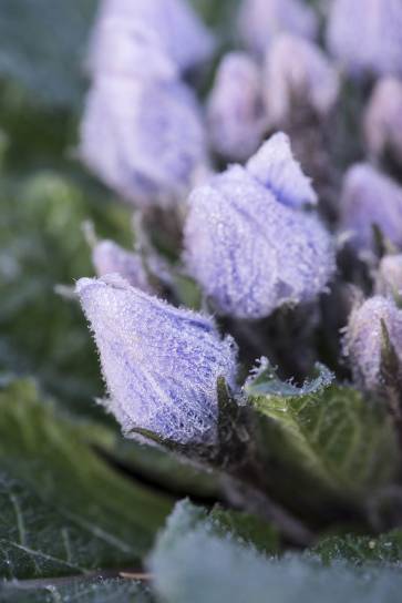 Die geheimnisvolle Alraune Mandragora autumnalis blüht im Herbst. Foto: © Pascaline Noack