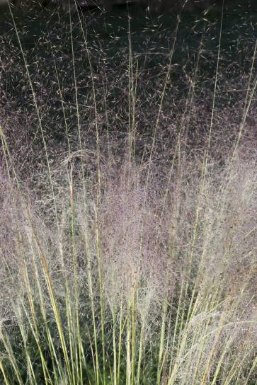 Das Gras Muhlenbergia capillaris verzauberte die Besucher und die Jury mit seinen wölkchenartigen Ähren. Foto: © Pascaline Noack Das Gras Muhlenbergia capillaris verzauberte die Besucher und die Jury mit seinen wölkchenartigen Ähren. Foto: © Pascaline Noack
