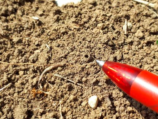 Nisteingang von etwa zwei Millimeter Durchmesser, von einer Furchen- oder Schmalbiene angelegt auf einer der vegetationsfreien Parzellen.