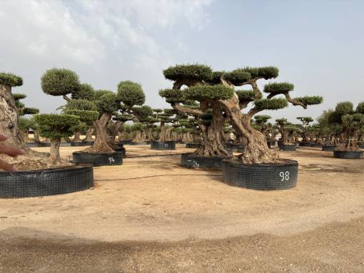 Olivenbäume in der Baumschule Planta Viva.