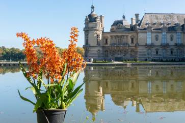 Die Orchidee Oncostele Catatante von Vacherot et Lecoufle erreicht eine Höhe von 90 Zentimetern. Foto: © Pascaline Noack Die Orchidee Oncostele Catatante von Vacherot et Lecoufle erreicht eine Höhe von 90 Zentimetern. Foto: © Pascaline Noack
