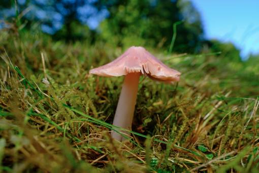 Der Rosenrote Saftling (Porpolomopsis calyptriformis) ist selten geworden, da sein Lebensraum schwindet. Die «kritisch gefährdete» Art ist deshalb national geschützt. Foto: Lukas Large / Wikimedia Commons