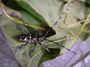 Der Asiatische Laubholzbockkäfer ist zurück