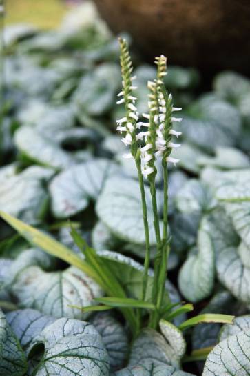 Spiranthes odorata ‘Chadd’s Ford’ ist eine Gartenorchidee mit einem Vanille- und Mandelduft und wurde mit einem «Certificat Botanique» ausgezeichnet. Foto: © Jean-Luc Pasquier