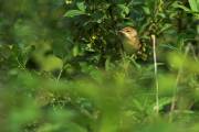 Sumpfrohrsänger wird Vogel des Jahres 2023