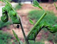 Bis zu 90 Prozent der Tabakschwärmerraupen werden von parasitierenden Wespen befallen und vernichtet. Es sei denn, sie sitzen auf der richtigen Pflanze. Foto: Tozeuma / Wikimedia