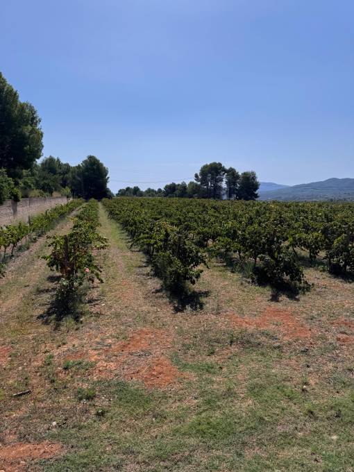 Im Weinberg Les Freses.