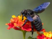 Blauschwarze Holzbiene ist Biene des Jahres 