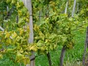 «Goldgelbe Vergilbung» breitet sich weiter aus