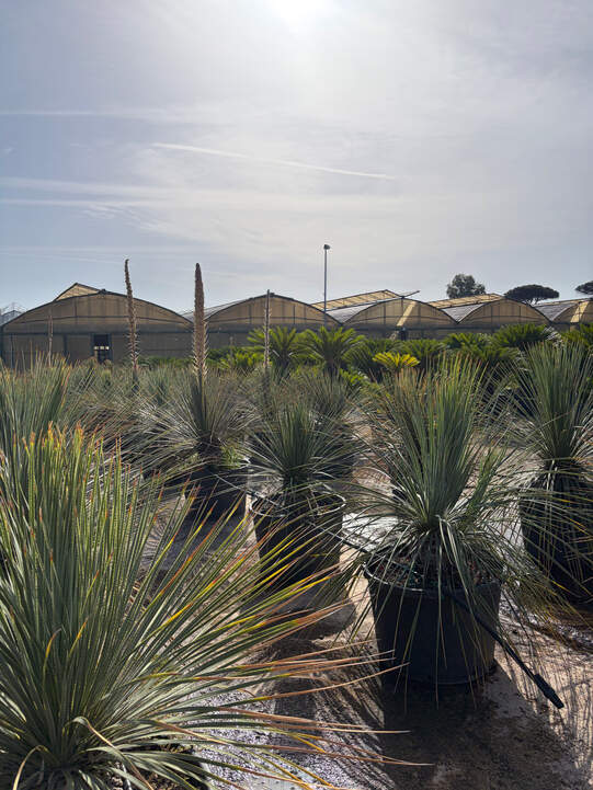 Yucca-Arten in Containerkultur mit Tropfbewässerung – trockenheitsverträgliche Pflanzen, die auch für Schweizer Verhältnisse zunehmend interessant werden. Foto: zVg
