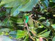  Vögel zur natürlichen Schädlingsbekämpfung