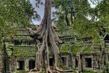 Die Analyse von Tausenden von Pflanzenarten zeigte keinen Zusammenhang zwischen Merkmalen über und unter der Erde. Das Foto zeigt die Tempelanlage Angkor Wat in Kambodscha. (Foto: James Wheeler/Pixabay)