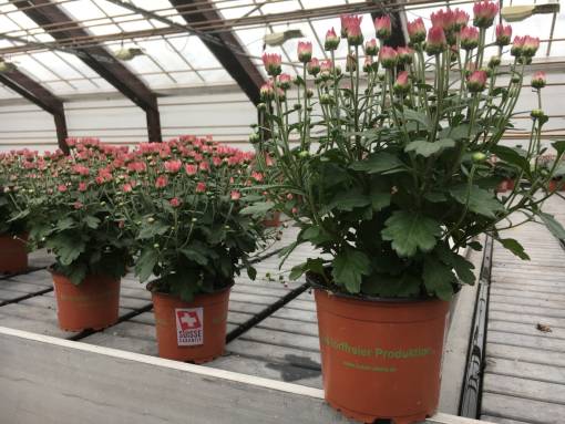 Zukunftsträchtig: Torffreie Zierpflanzen.